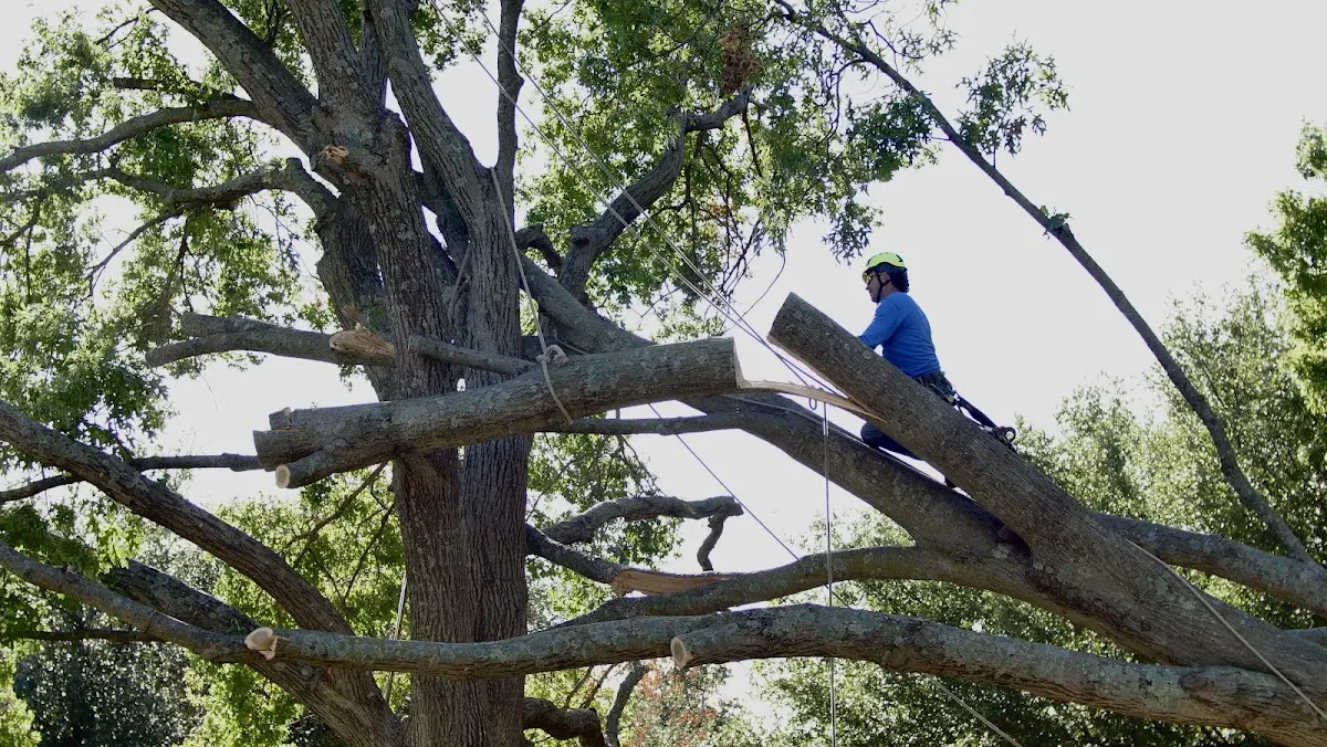 Professional Hazardous Tree Removal performed by certified arborists in Harbeson
