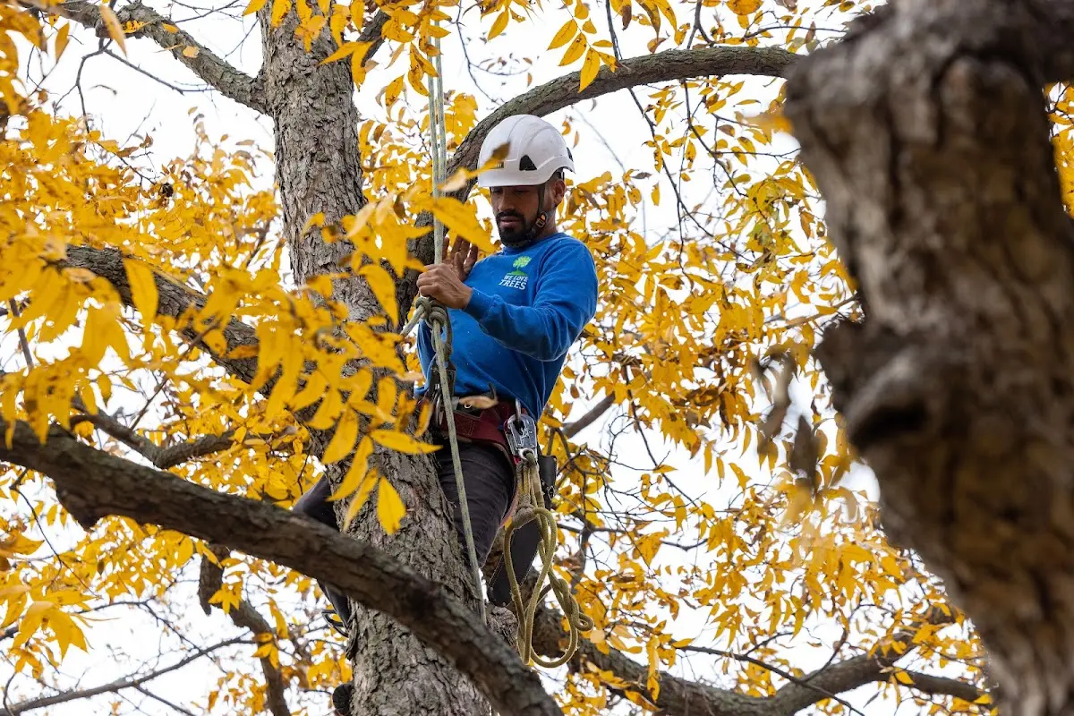 Skilled Tree Pruning crew working in Harbeson